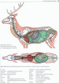 Rothirsch Cervus Elaphus