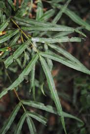 Image result for Pteris atrovirens