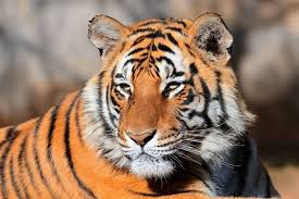 Tiger synonyms, tiger pronunciation, tiger translation, english dictionary definition of tiger. Warum Sind Tiger Vom Aussterben Bedroht Erklar S Mir Badische Zeitung