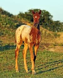 Black And White Paint Horses For Sale In Texas Appaloosa Horses For Sale The Blue Huntress Appaloosa Filly In Texas Horses Appaloosa Horses For Sale Appaloosa Horses