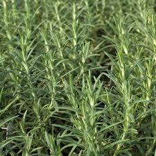It was considered a sacred plant by the greeks. Rosemary Hardy Hill Plants For Sale Rosmarinus Officinalis The Growers Exchange