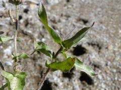 Image result for Doellia