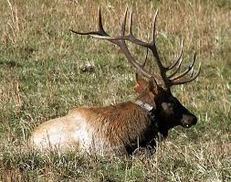 If you plan to camp in the park, reservations or permits. Wildlife Viewing Great Smoky Mountains National Park U S National Park Service