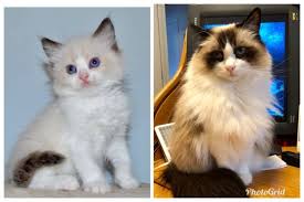 Pin By Karen Parry On Rags Ragdoll Cat Cat Colors Ragdoll Kitten