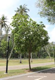 Image result for Cordia senegalensis