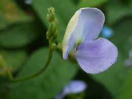 Image result for Psophocarpus grandiflorus