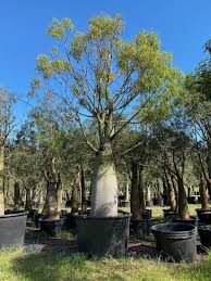 #trees #nature #photography #texture #queensland bottle tree #brachychiton rupestris. Bottle Tree Queensland Bottle Trees Designer Trees Australia