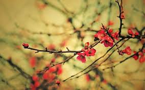 Spring Branches Buds Flowers Photo Hd Wallpaper