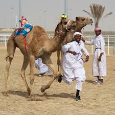 07:53 while traveling in qatar, be sure to check out al shahaniya camel racetrack. Qatar Al Shahaniya Camel Race Man And Camels Kai Henrik Barth Photography