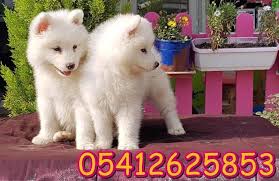 Samoyed Fiyatlari Samoyed