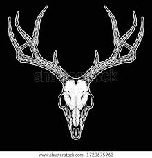 Basic deer anatomy tutorial by creepygoth666 on deviantart. Deer Anatomy Drawing At Getdrawings Free Download