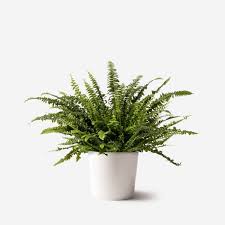 There are several elements that are crucial for growing indoor ferns such as the boston fern, or any fern for that matter: 15 Best Indoor Fern Plants To Grow At Home Petal Republic