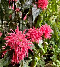 Image result for Justicia carnea