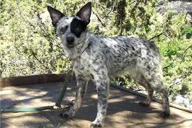 This cross is called a texas heeler. her price is $395 plus texas heeler puppies.mom is australian shepherd and dad is australian cattle dog. Mini Aussie Heeler Puppies Novocom Top