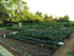 You've applied to your local council, you've waited and waited, and finally, the day arrives when you're given the tenancy agreement of your very first allotment. Your Complete Guide To Maintaining A Successful Allotment