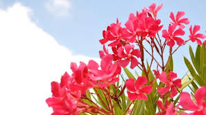 Image result for Jatropha schweinfurthii