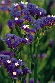 Image result for Limonium sinuatum
