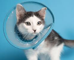 Five Benefits of Spaying and Neutering Your Pets
