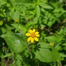 Image result for Aspilia pluriseta