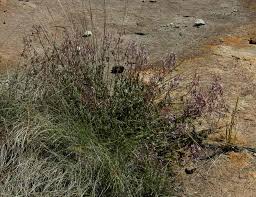 Image result for Aeollanthus rehmannii