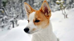 Although frequent grooming of the coat is not strictly necessary, it contributes to the dog's overall. Norrbottenspets Price Temperament Life Span