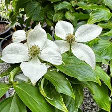 Image result for Cornus