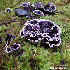 Image result for Phellodon niger