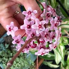 Free shipping on qualified orders. Hoya Carnosa Krimson Princess Syn Hoya Carnosa Rubra Hoya Krimson Princess Number 3 In Gardentags Plant Encyclopedia