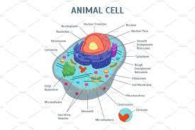 Animal Cell Anatomy Banner Animal Cell Anatomy Animal Cell Banner
