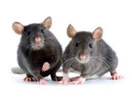 Study Finds Hormone Fgf21 Extends Lifespan Of Lab Mice 40 Percent Cbs News