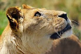 If You Love Lions You Should Give Us A Follow Lion Central Tag Your Friends Who Would Love This Follow Me Lion Lovers Insta For More Update Resim
