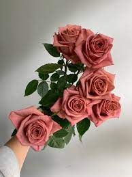 Pin On Roses At Potomac Floral Wholesale