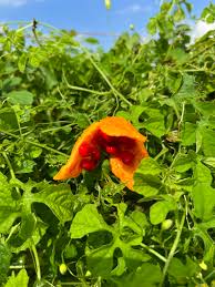 Image result for Momordica pterocarpa