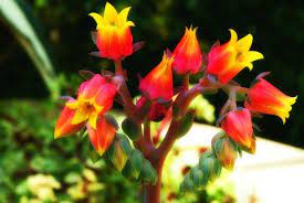 The beautiful language of flowers has been used throughout history as part of different rich cultures and traditions. Not Sure Of Name Of Flower Pink And Yellow Plant Name Flower Pink Yellow Photography Flowers Yellow Plants Plants