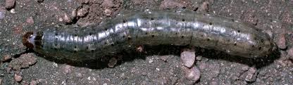 Several moth larvae have cutworms tendencies, so they're all called by the same name. Cutworms Potato Agriculture Pest Management Guidelines Uc Statewide Ipm Program Uc Ipm
