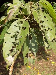 Image result for Caloncoba