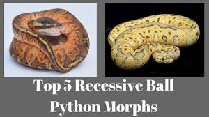Top 5 Recessive Ball Python Morphs Of 2018 Benjamins Exotics
