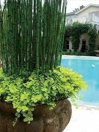 Maybe you would like to learn more about one of these? Garden Landscaping Ideas How To Grow Horsetail Reed Garden Containers Bamboo Plants Plants