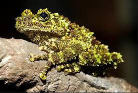 Vietnamese Mossy Frog Tonkin Bug Eyed Frog Theloderma Corticale Insectivorous Semi Aquatic Semi Arboreal Up To 3 Inche Frog Frog And Toad Amphibians