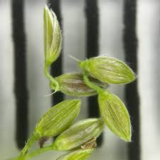 Image result for Digitaria compressa
