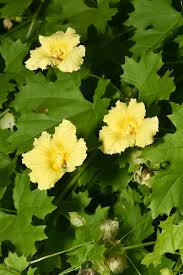 Image result for Momordica pterocarpa