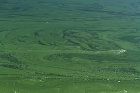 Keeping Your Dog Safe From Toxic Blue Green Algae Tufts Now