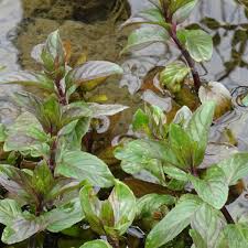 Image result for Mentha aquatica