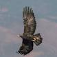 Raptor Journeys: Migration Exploration