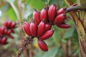 Image result for Musa acuminata