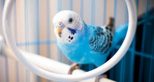 Caiques , quaker parrots , monk parrots , black capped conure , parakeets , budgies , cockatiels each bird below is given lots of love. The Top 10 Best Pet Birds Parakeets Cockatiels And More