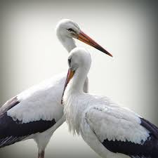 Dscn5312 Close To You Beautiful Birds World Birds Stork Bird