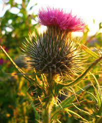 The Scottish Thistle A Symbol Of Nobility In Scotland I D Like Every Member Of My Wedding Party To Wear A Bo Irish Flower Scottish Thistle Scotland Wedding