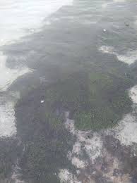 Image result for Zostera capensis