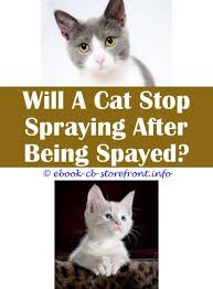 11 Top Notch Will My Female Cat Stop Spraying After Being Spayed Admirable